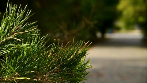 Pine or spruce tree grows in a city park Vidéo 272298348