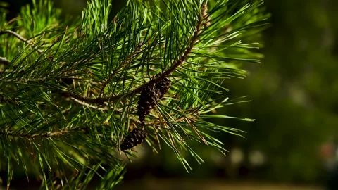 Pine or spruce tree grows in a city park Stock Footage 273197817