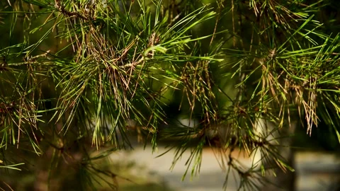 Pine or spruce tree grows in a city park Stock Footage 281508476