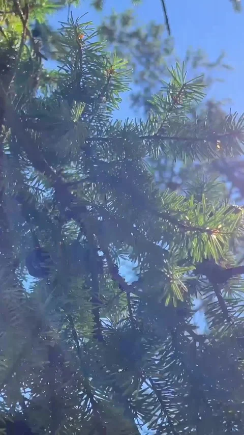 Pine or spruce on which young cones grow very bright green needles against the Stock-Footage 244440937