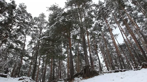 Pine over a cliff Stock Footage 46630743