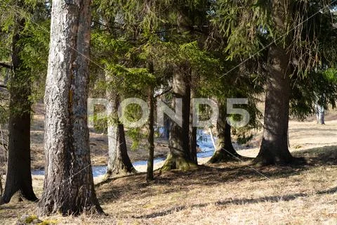 Pine in the park clean air Stock Photos