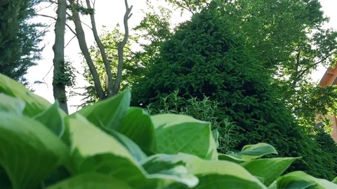 Pine in the park 스톡 동영상 76942514