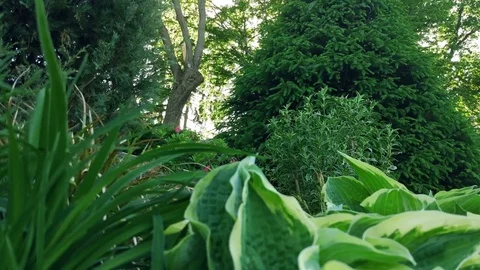 Pine in the park Vídeos de archivo 76942639