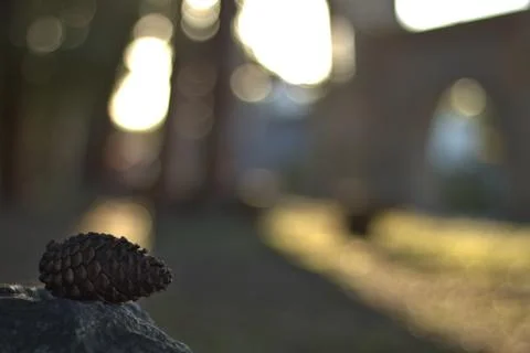 Pine in the park forest Stock Photos