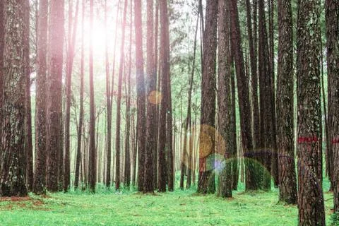 Pine park with sunlight. Foto stock