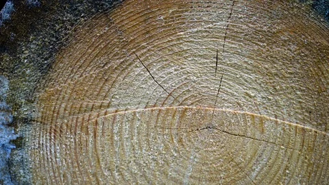 Pine pattern cut Video stock 94355563