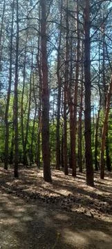 Pine peace Stockfoto's