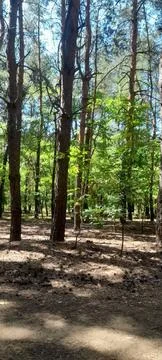 Pine peace Stockfoto's