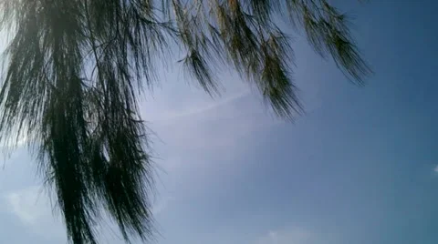 Pine peak with the sky Video stock 38082975