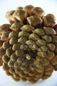 Pine peanut Stock Photos