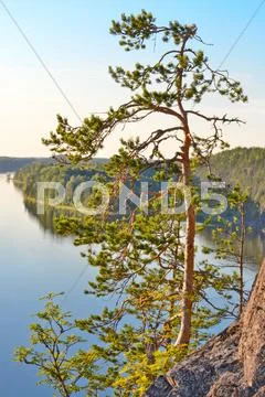Pine Stock Photos