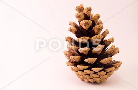 Pine Stock Photos