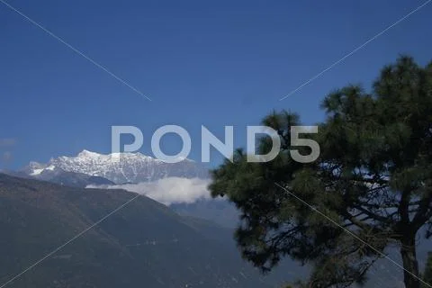 The Pine Stock Photos