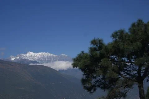 The Pine Stock Photos