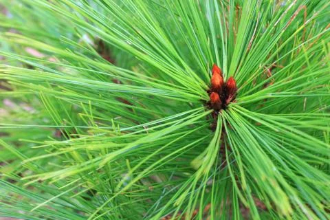 Pine Stock Photos