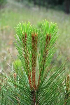 Pine Foto stock