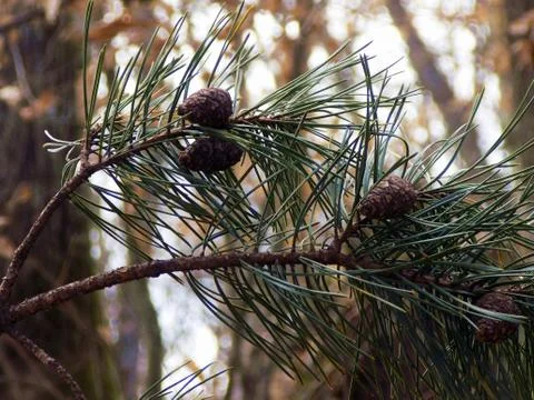 Pine Stock Photos