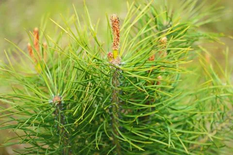 Pine Stock Photos