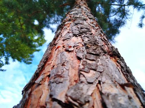 Pine Stock Photos