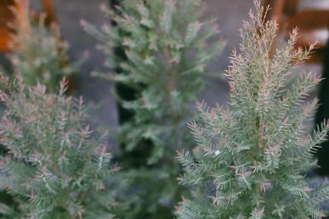 Pine Stock Photos