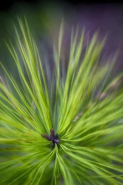 Pine Stock Photos