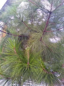 Pine 스톡 사진