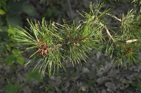 The Pine Stock Photos