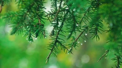Pine pine branches raindrops fall Stock Footage 233782856