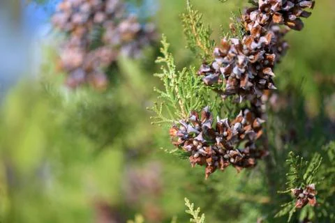 Pine with Pine cone background Stock Photos