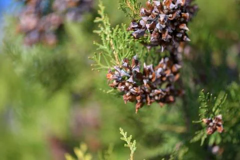 Pine with Pine cone background Foto stock