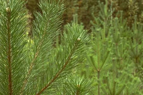 Pine, pinetree 写真素材