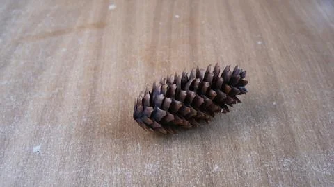 Pine (Pinus). Single dry open pine cone lying on old scratched wooden table Stock Photos