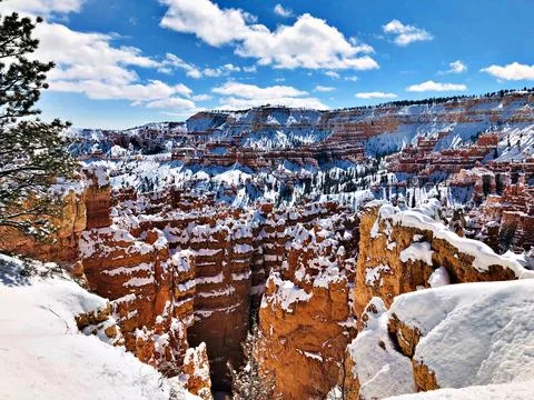 Pine (Pinus sp) tree and hoodoos, Bryce Canyon National Park Stock Photos