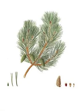 Pine, Pinus variablilis, Variable-leaved bastard pine, tree, digitally enhanced Stock Illustration