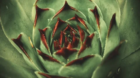 Pine plant vintage colour pull look close up stock footage Stock Footage 344716039