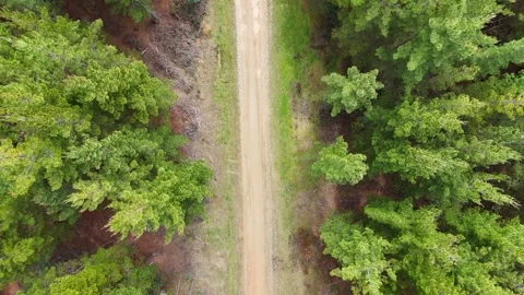 Pine Plantation Drop view Stock-Footage 344029591