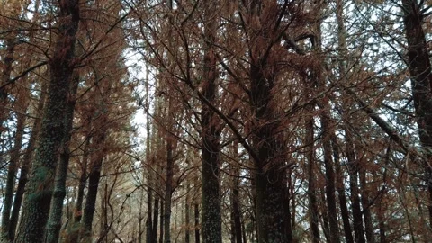 Pine plantation Stockbeeldmateriaal 254592115