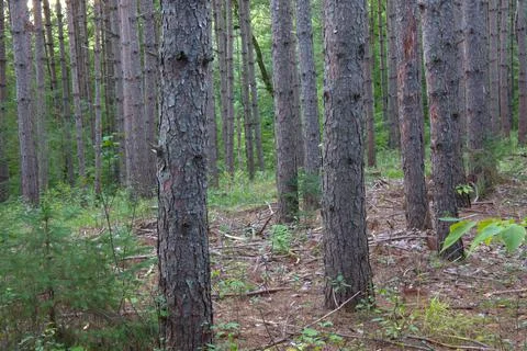 Pine plantation forest tree environment conservation wood forestry industry e Stock Photos