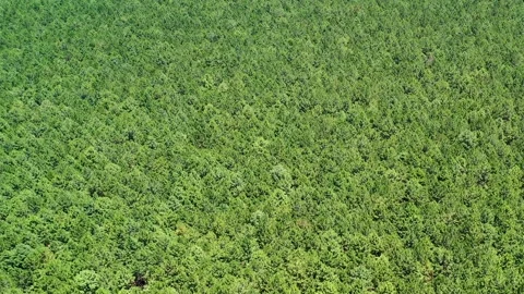Pine plantation pattern from above Stock Footage 255861345