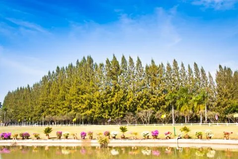 Pine plantation. Stock Photos