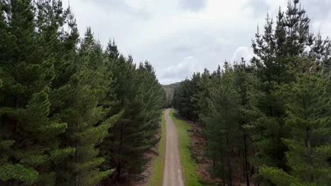 Pine Plantation Treetop drive through Stock-Footage 344029732