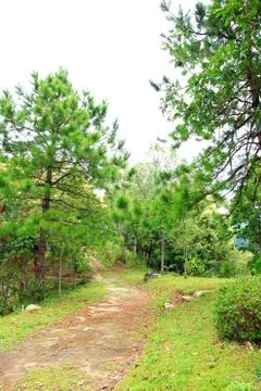 Pine plantations Foto stock