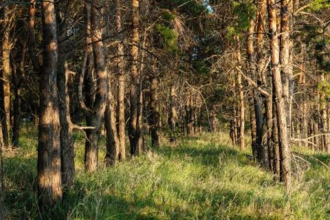 Pine planting. Linear perspective from tree trunks Foto stock
