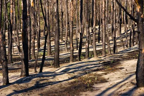Pine plantings after the fire Stock Photos