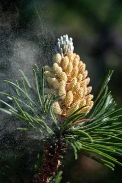 Pine  pollen flies Foto stock