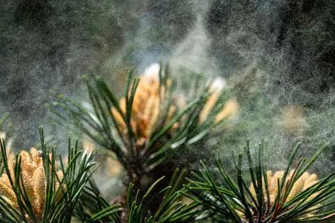 Pine  pollen flies Stock Photos
