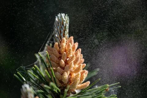 Pine  pollen flies Stock Photos