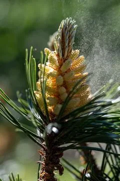 Pine  pollen flies Stock Photos
