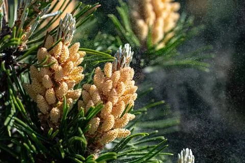 Pine  pollen flies Stock Photos